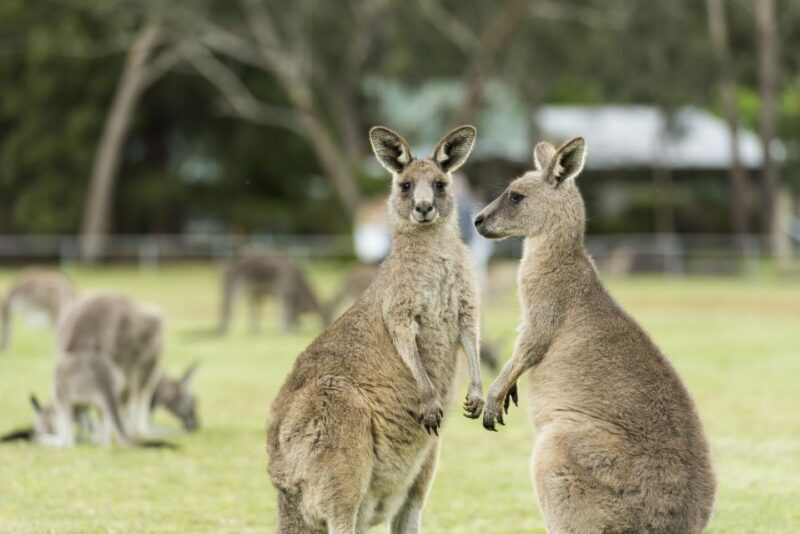 Melbourne to Adelaide: 2-Day Overland Explorer Tour - What Sets This Tour Apart?