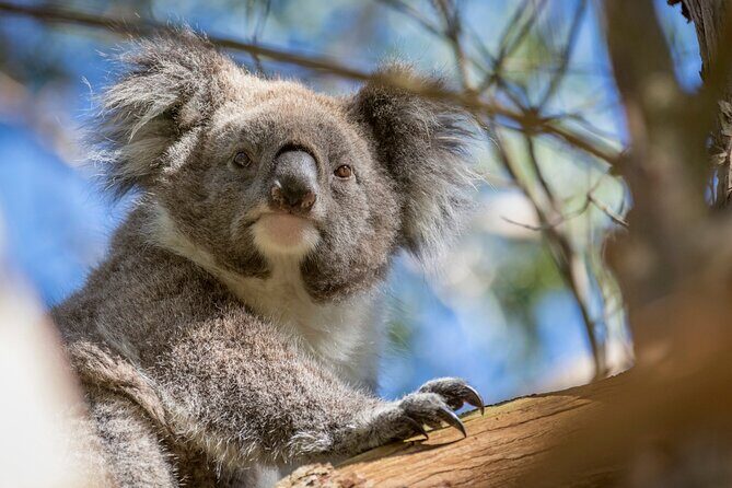 Melbourne to Great Ocean Road & Grampians 3 Day Escape - Who Should Consider This Tour?