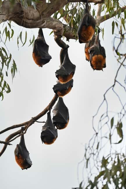 Melbourne Tour: Walk the Yarra & Heritage Convent Experience - An In-Depth Look at the Experience