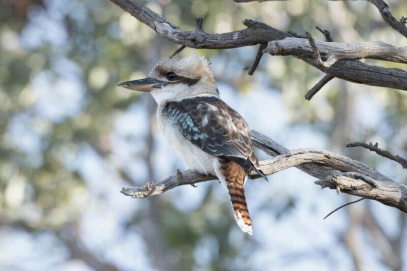 Melbourne Tour: Walk the Yarra & Historic Boathouse Lunch - What Travelers Have Said