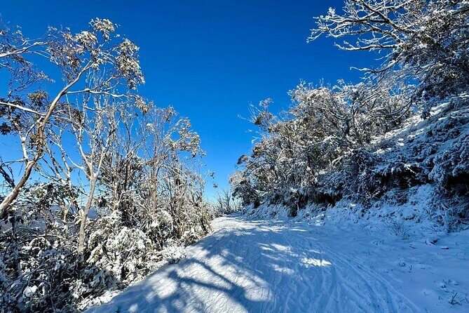 Melbourne: Ultimate Mt Baw Baw Snow Private Tour Experience. - Key Points