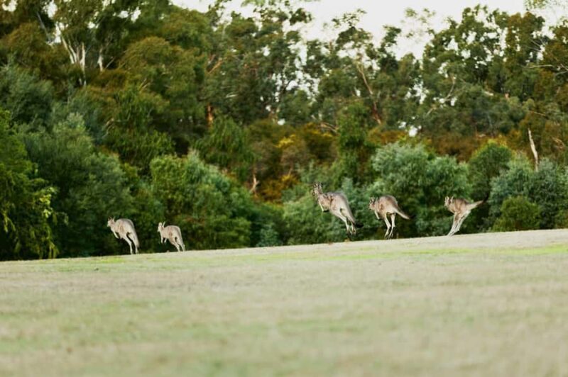 Melbourne: Yarra Valley Wine Bubbles & Kangaroos Tour - What Guests Are Saying