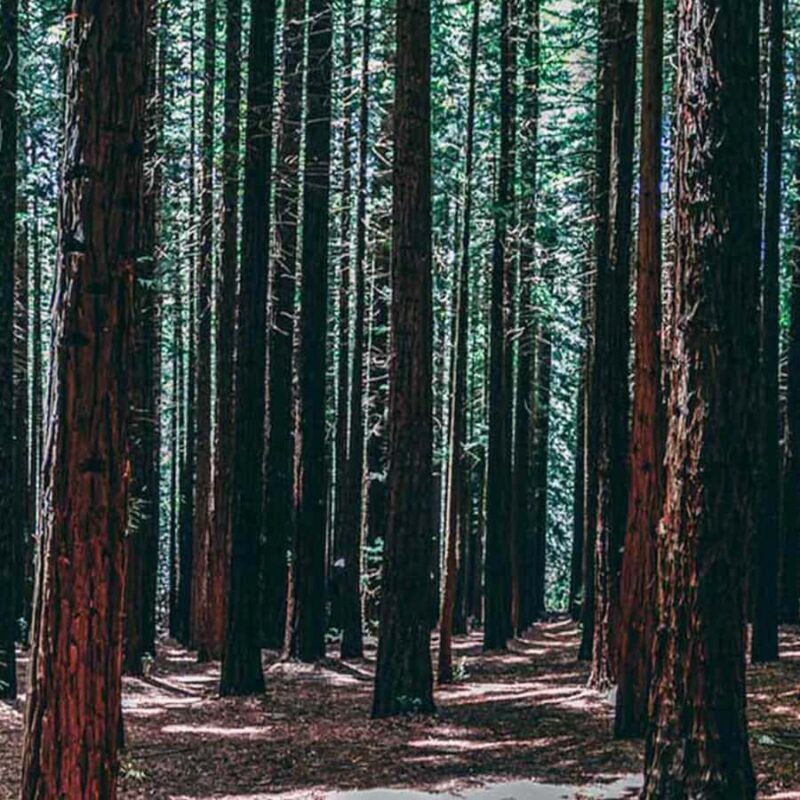 Melbourne: Yarra Valley Wine & Cherry Picking Day Trip - The Practical Side: Transportation, Duration, and Cost