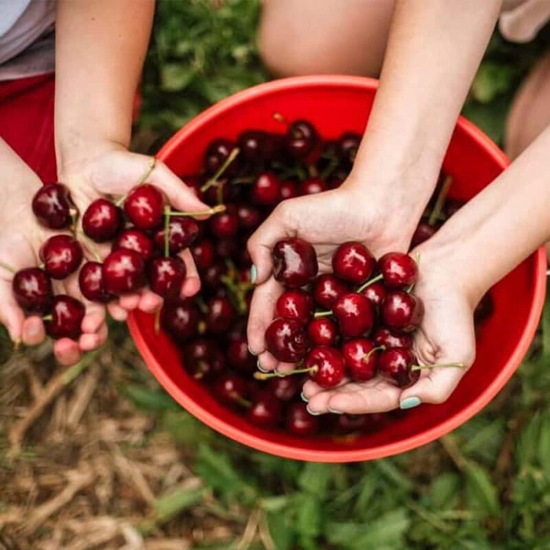 Melbourne: Yarra Valley Wine & Cherry Picking Day Trip - FAQ