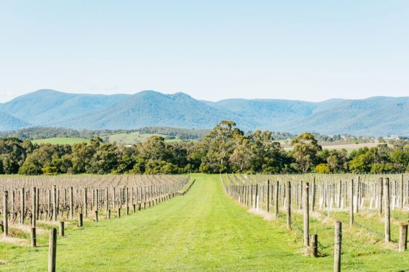 Melbourne: Yarra Valley Wine, Cider, Gin, Beer, & Choc Tour - Gin, Wine, or Beer Tasting