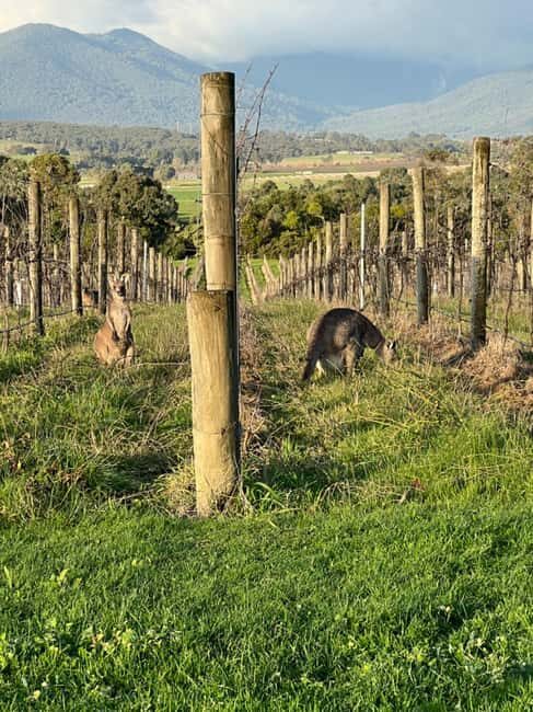 Melbourne: Yarra Valley Wineries Private Day Tour - The Itinerary Breakdown: What to Expect