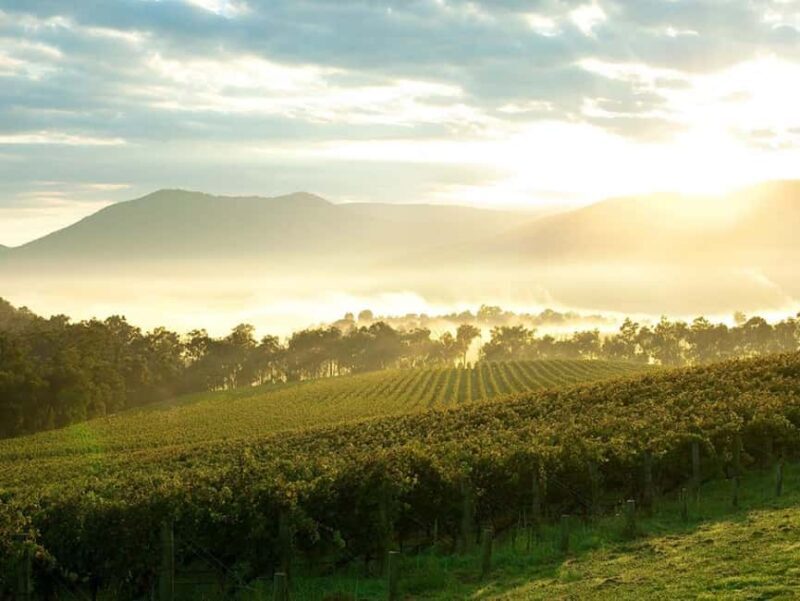 Melbourne: Yarra Valley Wineries Private Day Tour - Pricing and Value