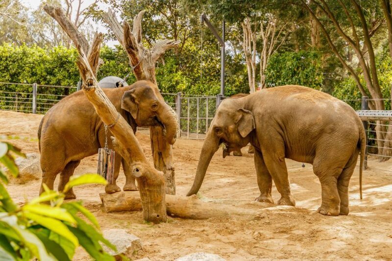 Melbourne Zoo: 1-Day Entry Ticket - Introduction