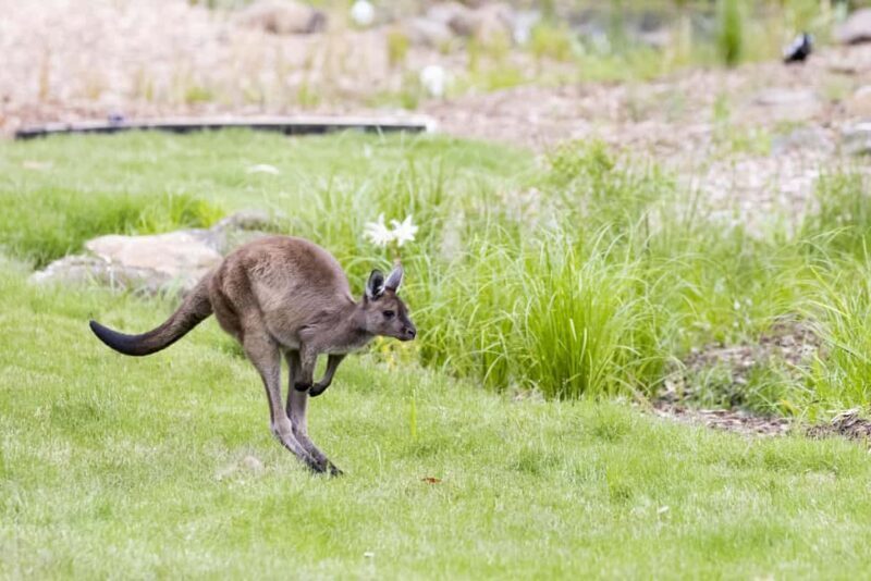 Melbourne Zoo: Australian Wildlife Experience Ticket - Introduction