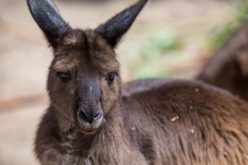 Melbourne Zoo: Australian Wildlife Experience Ticket - Key Points