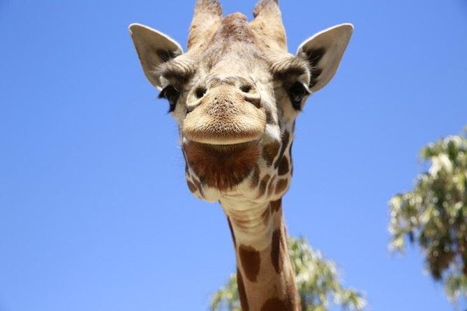 Melbourne Zoo General Entry Ticket - What to Expect at Melbourne Zoo