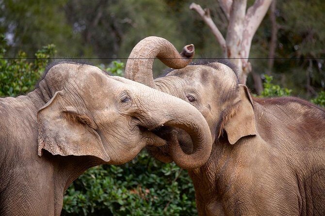 Melbourne Zoo General Entry Ticket - Practical Tips for Visiting