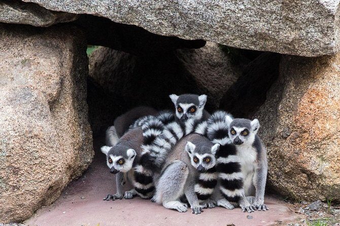 Melbourne Zoo General Entry Ticket - Final Thoughts