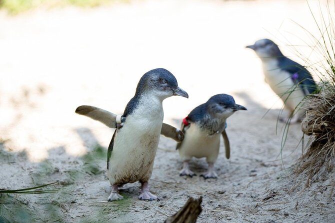 Melbourne Zoo General Entry Ticket - Who Should Consider This Experience?