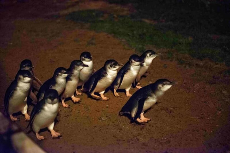 MelbournePhillip Island Tour 1 Day Tour - Authentic Experiences and Highlights