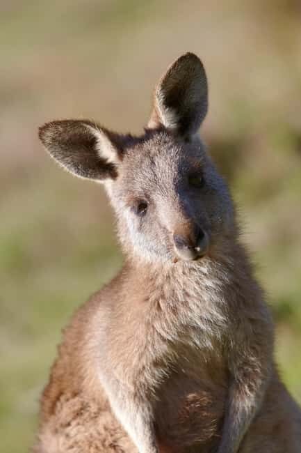 MelbournePhillip Island Tour 1 Day Tour - The Sum Up: Who Will Love This Tour?