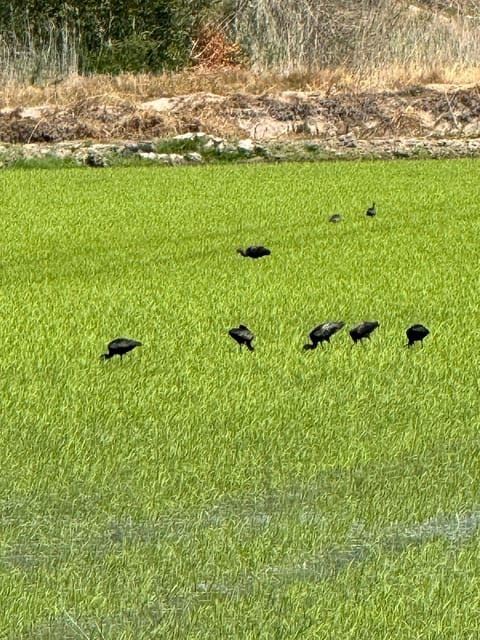 melides-moto-4-rice-fields-coastal-tour
