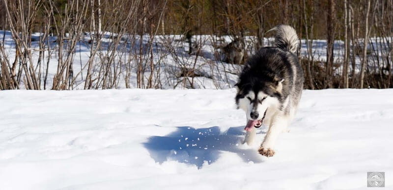 Meltosjärvi: Self Driving Husky Tour - Lake Trail Experience - Key Points