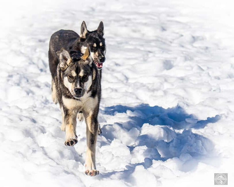Meltosjärvi: Self Driving Husky Tour - Lake Trail Experience - An In-Depth Look at the Meltosjärvi Husky Tour
