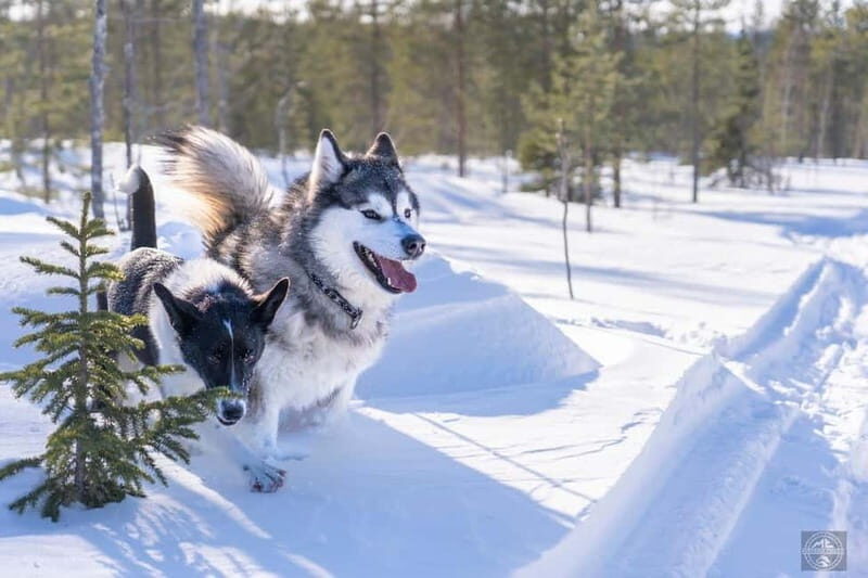 Meltosjärvi: Self Driving Husky Tour - Lake Trail Experience - FAQs