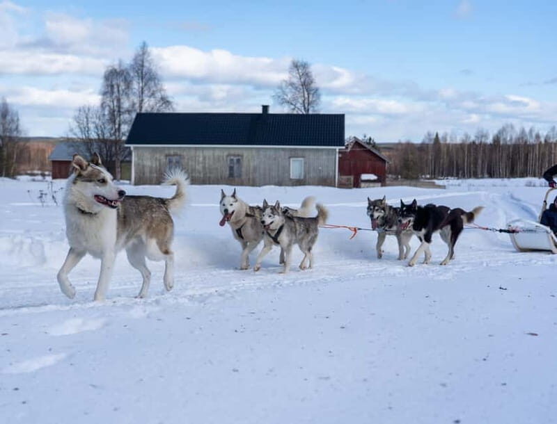 Meltosjärvi: Self Driving Husky Tour - Lake Trail Experience - Final Thoughts