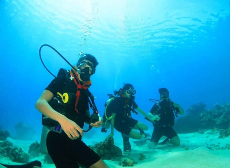 Menjangan Island: Fun Diving Experience - An Underwater Adventure in Bali’s Hidden Gem