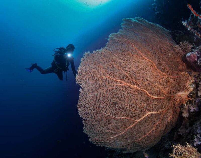 Menjangan Island: Fun Diving Experience - Key Points