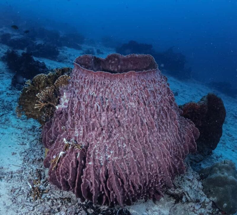 Menjangan Island: Fun Diving Experience - Final Thoughts