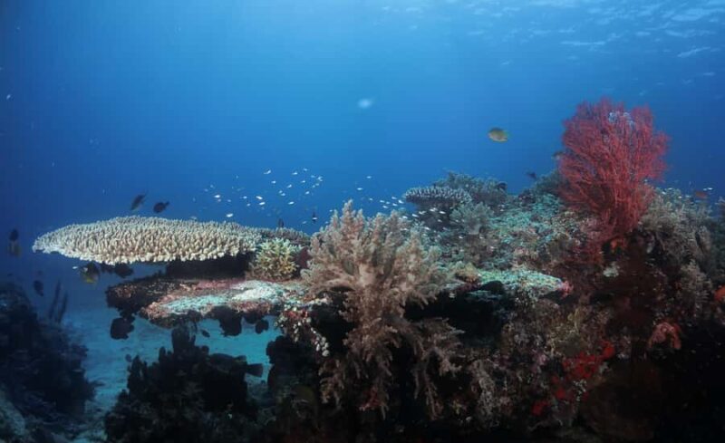 Menjangan Island: Fun Diving Experience - FAQ