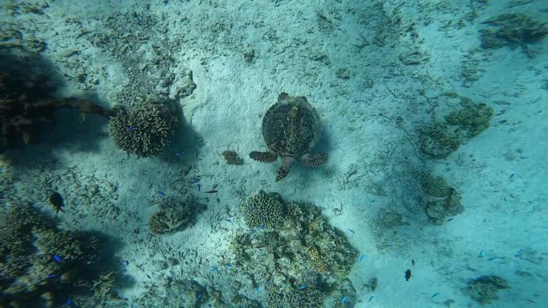 Menjangan Island: Scuba Diving Trip with Lunch - The Underwater Experience