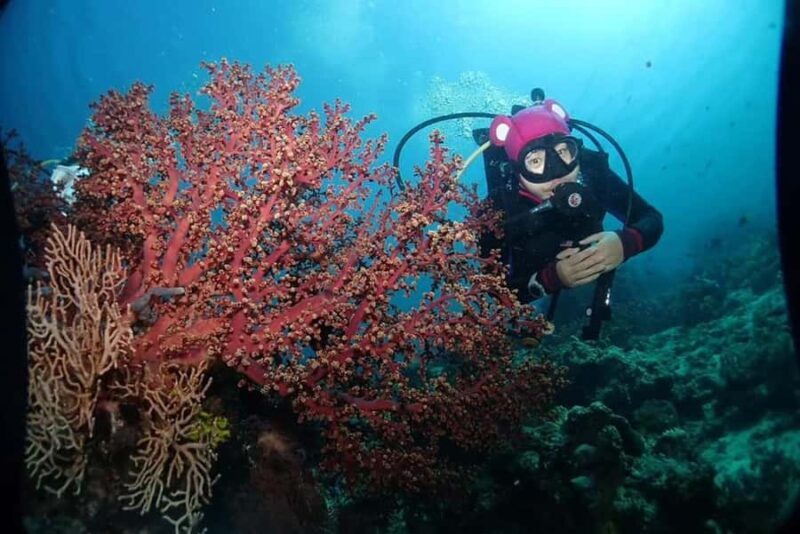 Menjangan Island: Scuba Diving Trip with Lunch - The Return and Overall Experience