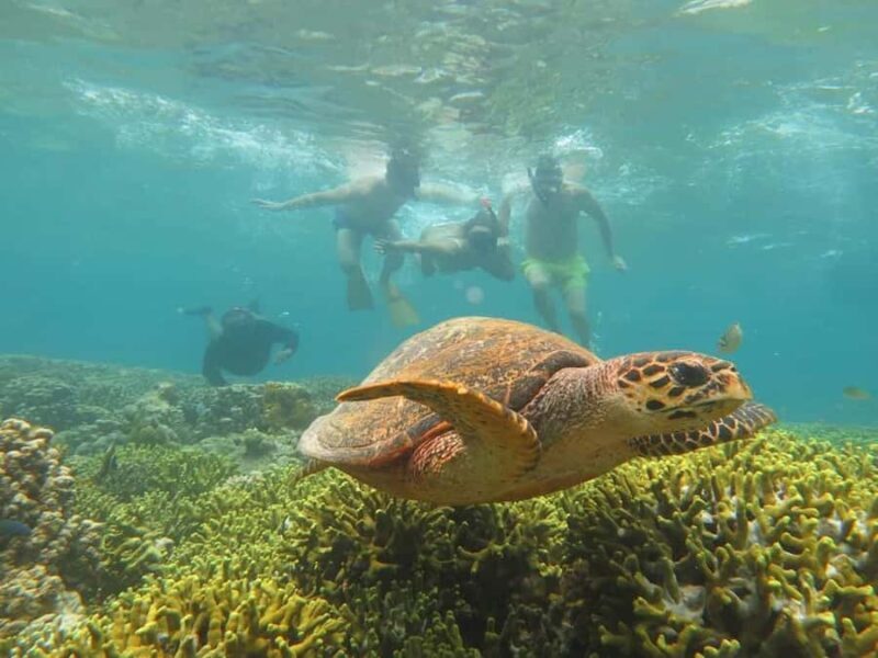 Menjangan Island: Snorkeling Tour with Lunch - Frequently Asked Questions
