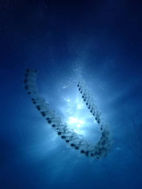 Menorca: 1 single dive (IMPORTANT: Certification REQUIRED) - Key Points