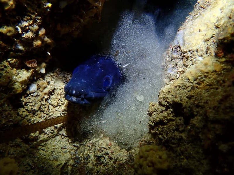 Menorca: 1 single dive (IMPORTANT: Certification REQUIRED) - Detailed Breakdown of the Dive Experience