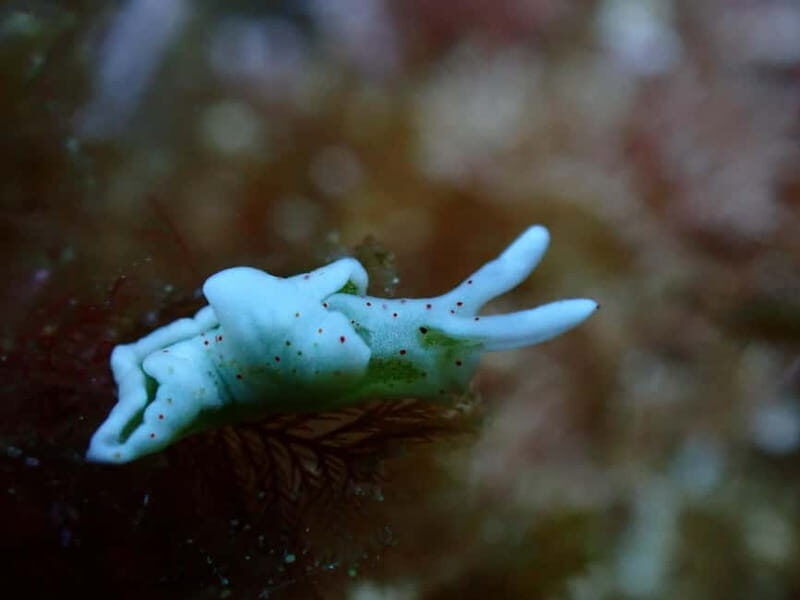 Menorca: 1 single dive (IMPORTANT: Certification REQUIRED) - Key Points