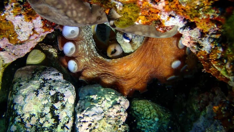 Menorca: Cala Galdana Try Scuba Diving for Beginners - A Closer Look at the Experience