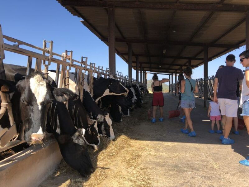 menorca-cheesemaking-and-farm-fresh-product-tasting