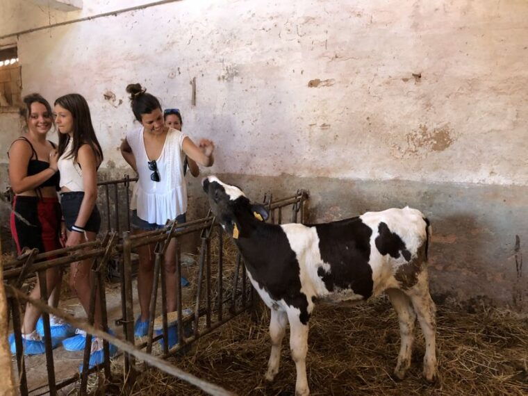 menorca-cheesemaking-and-farm-fresh-product-tasting