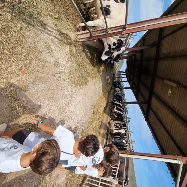 menorca-cheesemaking-and-farm-fresh-product-tasting