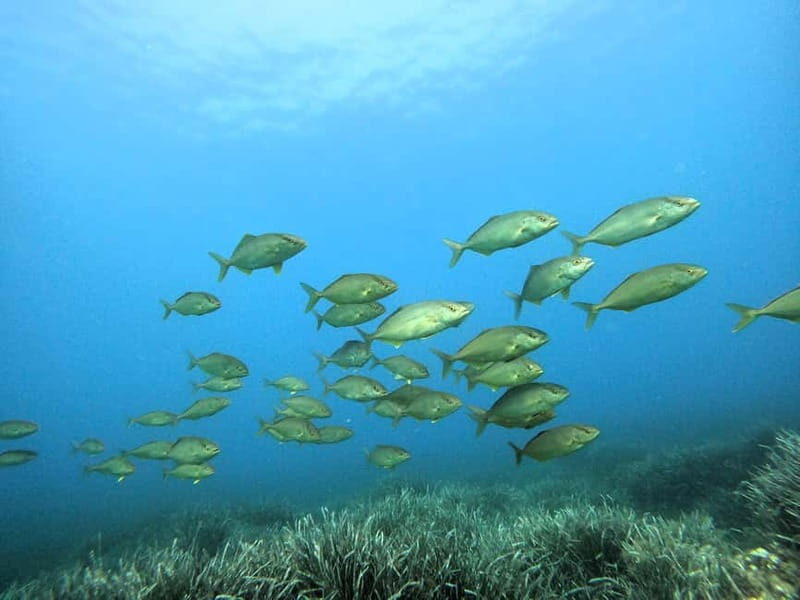 Menorca: Try scuba diving in Cala'n Bosch -BLUEWATER MENORCA - The Ultimate Guide to Your Menorca Scuba Experience