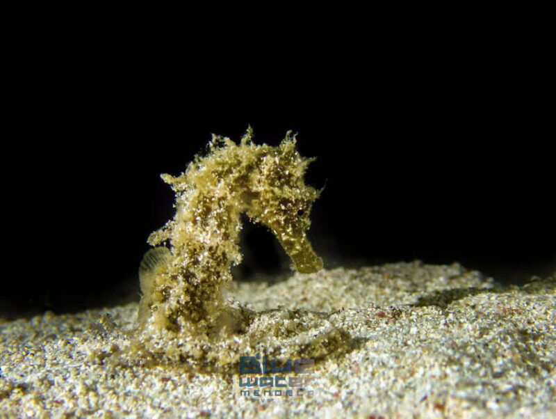 menorca-try-scuba-diving-in-calan-bosch