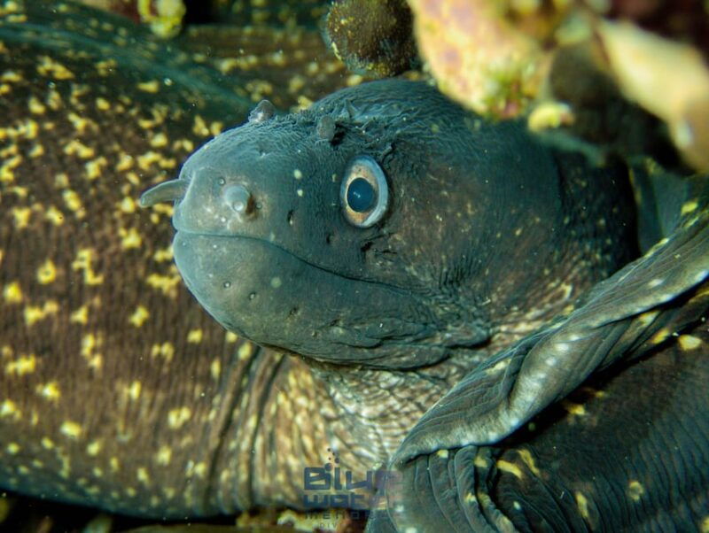 menorca-try-scuba-diving-in-calan-bosch