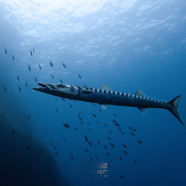 menorca-try-scuba-diving-in-calan-bosch