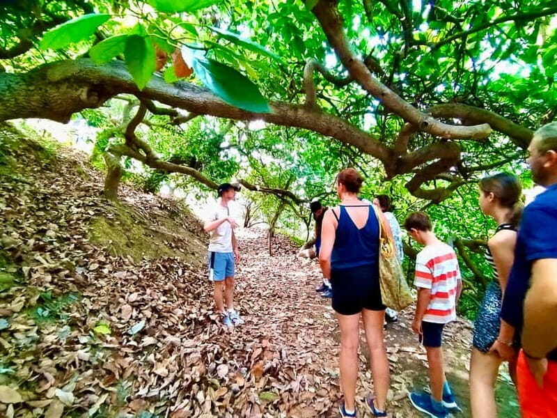 Menton: Citrus Farm, Old-Town & Botanic Full Day Tour - Culinary Delights: A Typical Lunch of Local Specialties