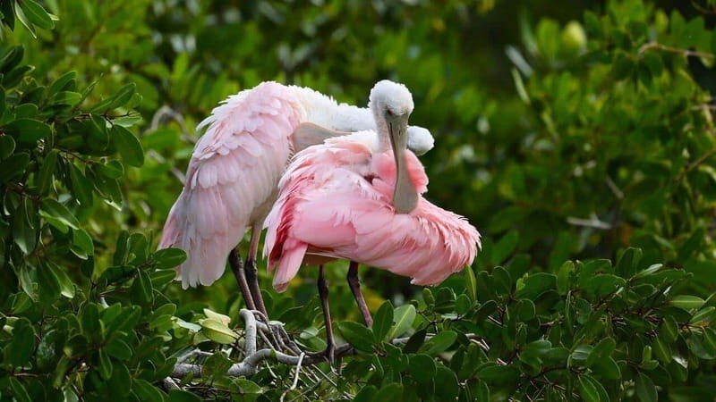 Merida: Celestun Beach and Mangrove Boat Ride Day Trip - Merida: Celestun Beach and Mangrove Boat Ride Day Trip — A Complete Guide