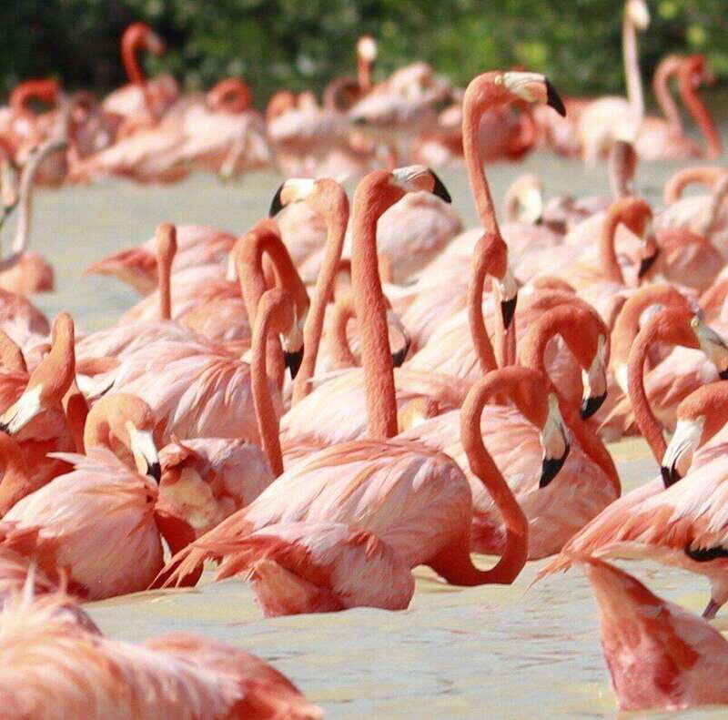 Merida: Celestun Beach and Mangrove Boat Ride Day Trip - Detailed Breakdown of the Experience