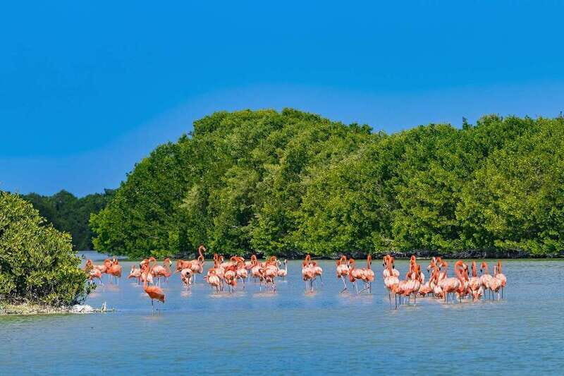 Merida: Celestun Beach and Mangrove Boat Ride Day Trip - Final Words