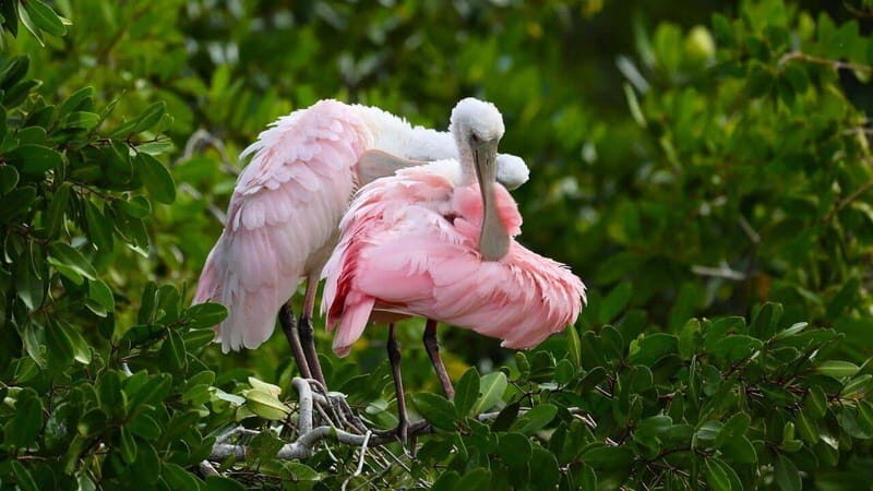 Merida: Celestun Boat Ride Mangrove Experience! Beach Time - Key Points
