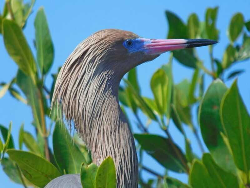 Merida: Kayaking and Bird Sanctuary in Sisal - Final Thoughts: Who Will Love This Tour?