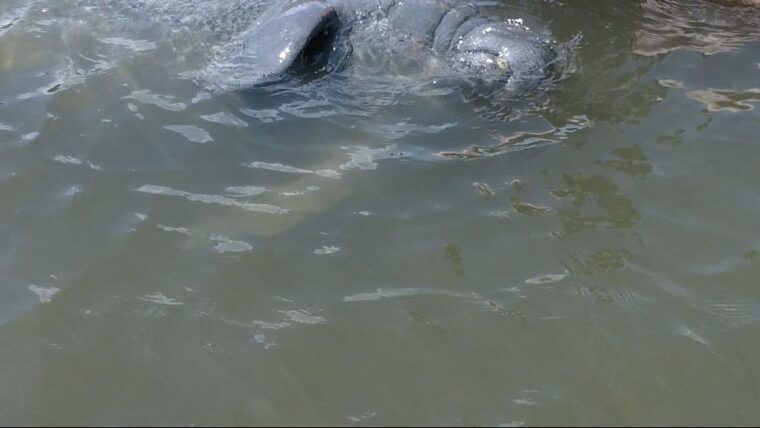 merritt-island-manatee-watching-paddle-or-kayak-tour